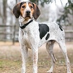 20. Treeing Walker Coonhound