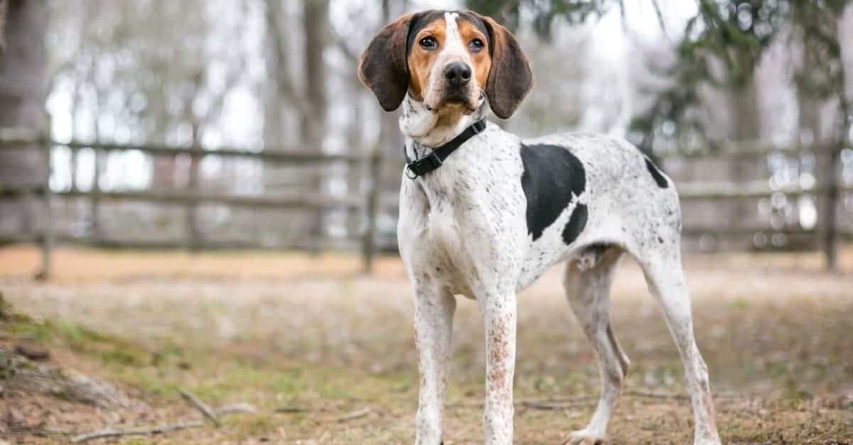 20. Treeing Walker Coonhound