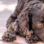 6. American Water Spaniel