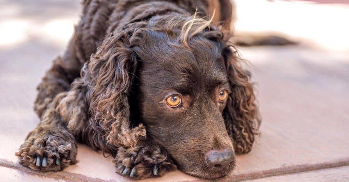 6. American Water Spaniel
