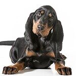 9. Black and Tan Coonhound