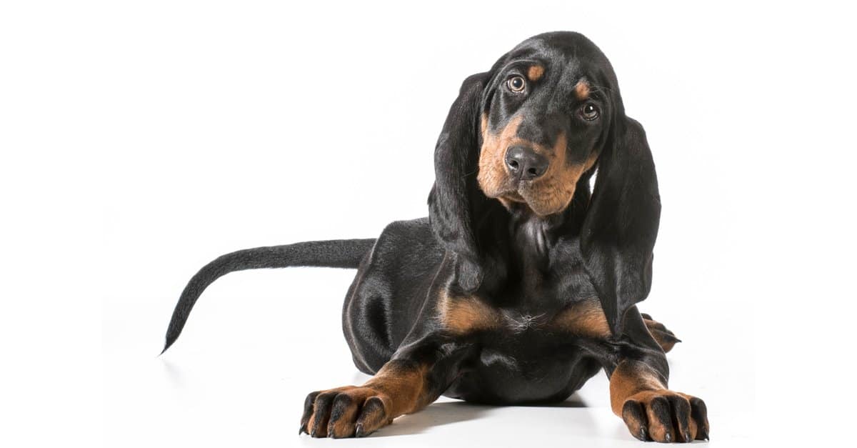 9. Black and Tan Coonhound