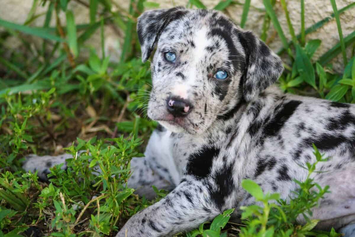 An adorable Catahoula Leopard puppy lying on the lush green grass of an outdoor yard *Labraheeler