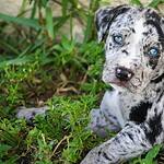 20 Dog Breeds That Originated in the United States