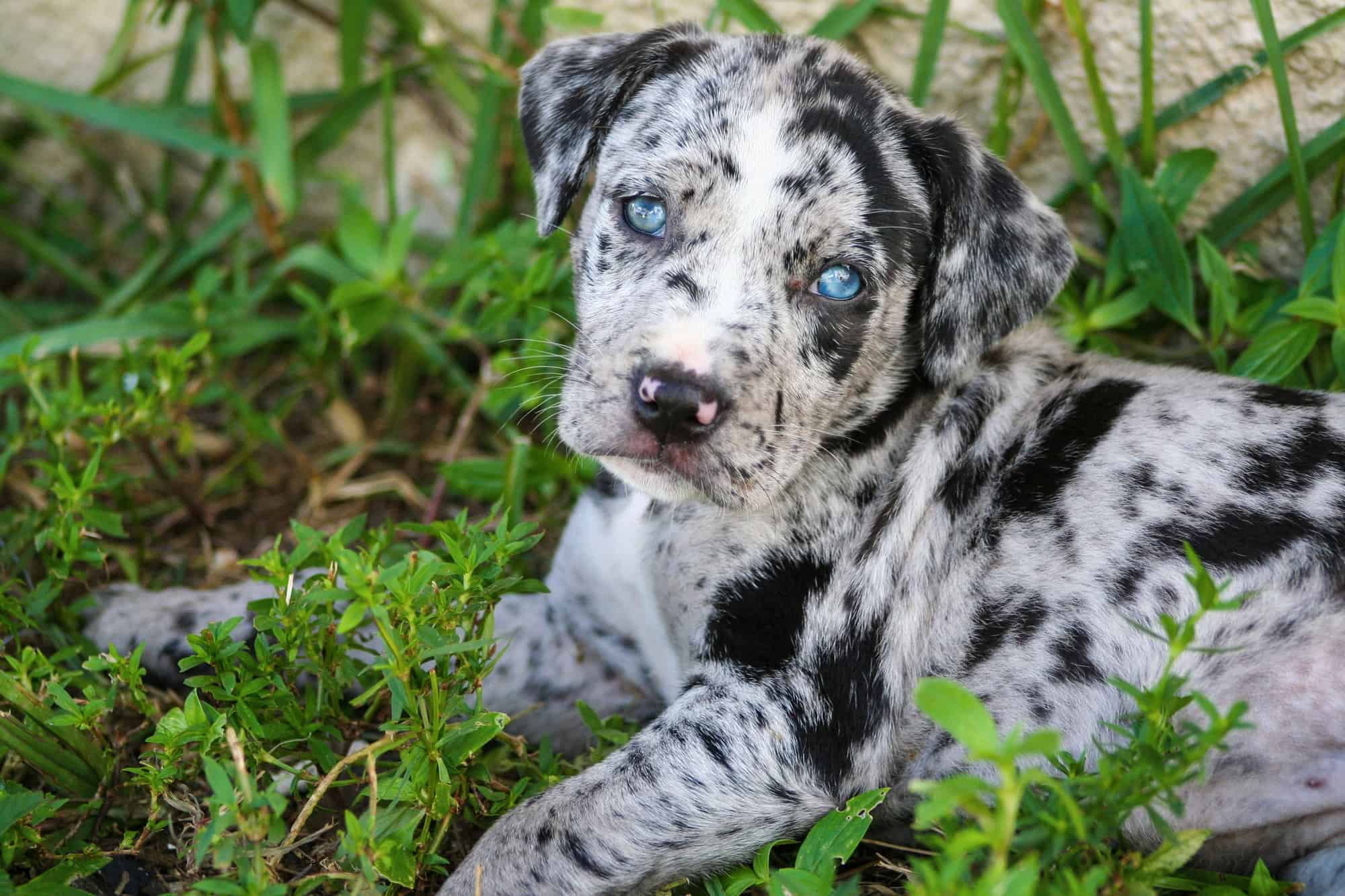 20 Dog Breeds That Originated in the United States