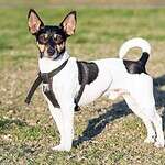 18. Rat Terrier
