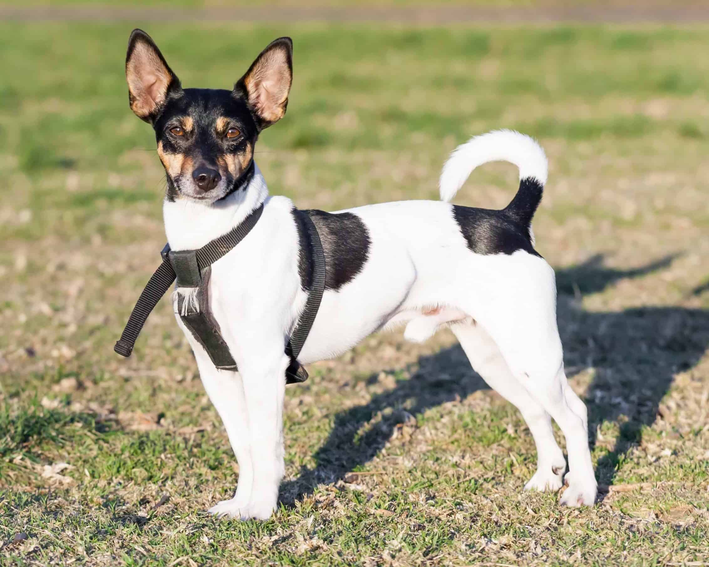 18. Rat Terrier