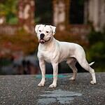 1. American Bulldog