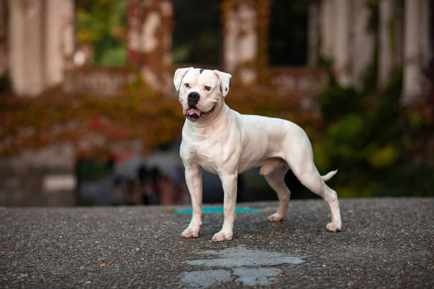 1. American Bulldog