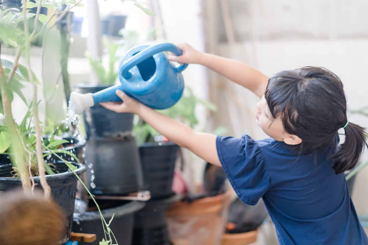 Asian kid girl 6 years old watering water the plant in the garden outside.Stay home plant growing learning activity and child responsibility.Happy asian girl watering garden in morning.Home school.