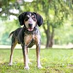 10. Bluetick Coonhound