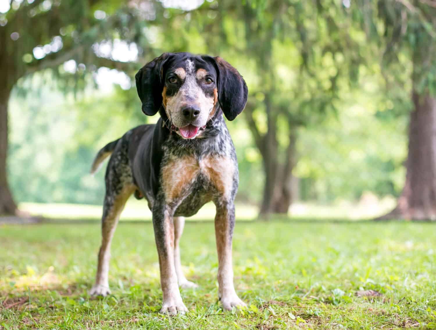 10. Bluetick Coonhound