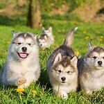 7. Alaskan Malamute