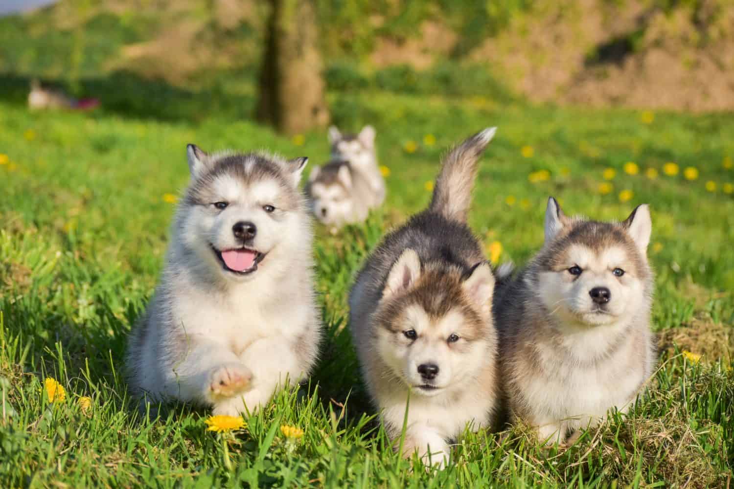7. Alaskan Malamute