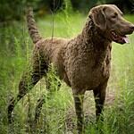 15. Chesapeake Bay Retriever