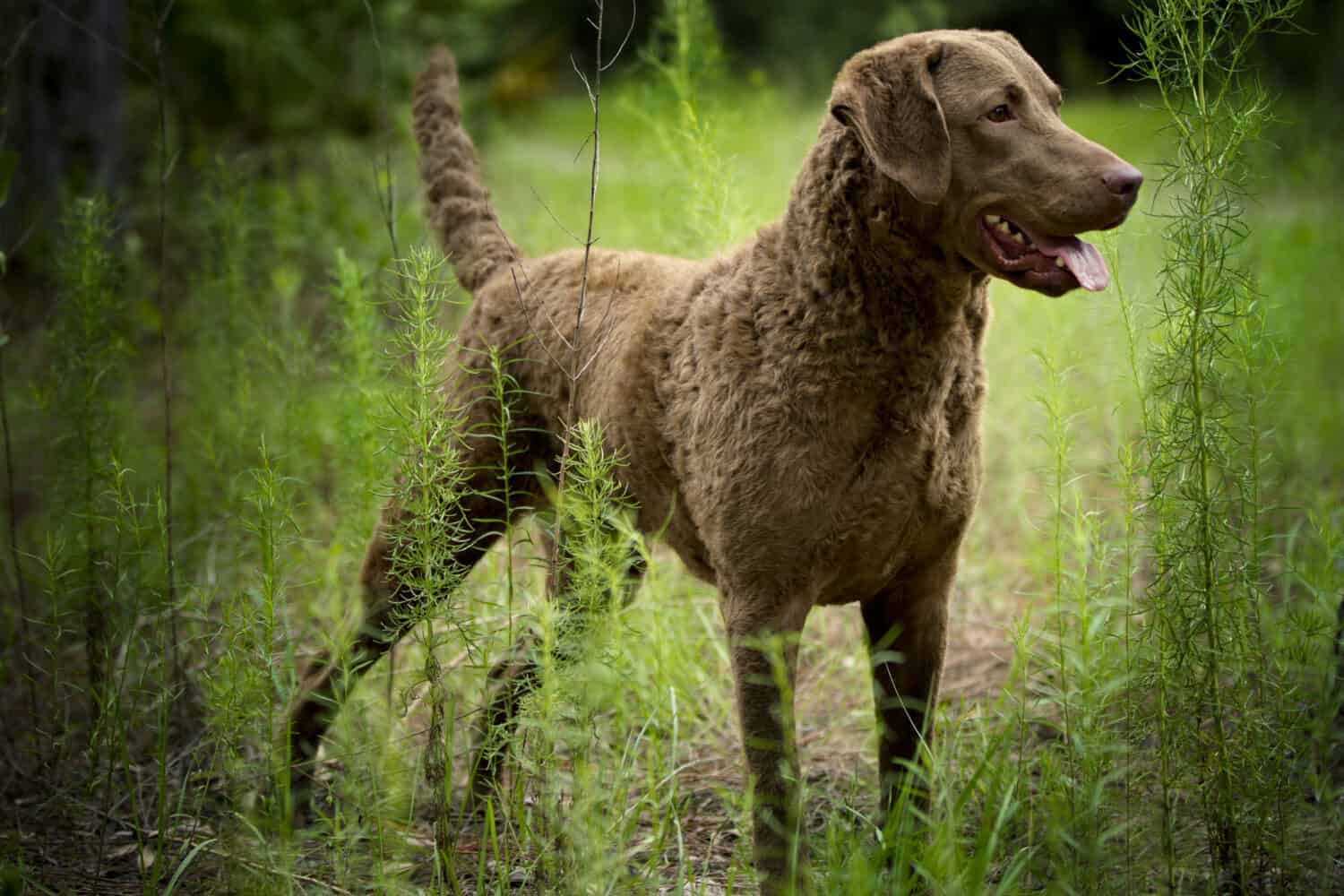 15. Chesapeake Bay Retriever