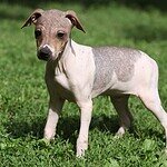 3. American Hairless Terrier