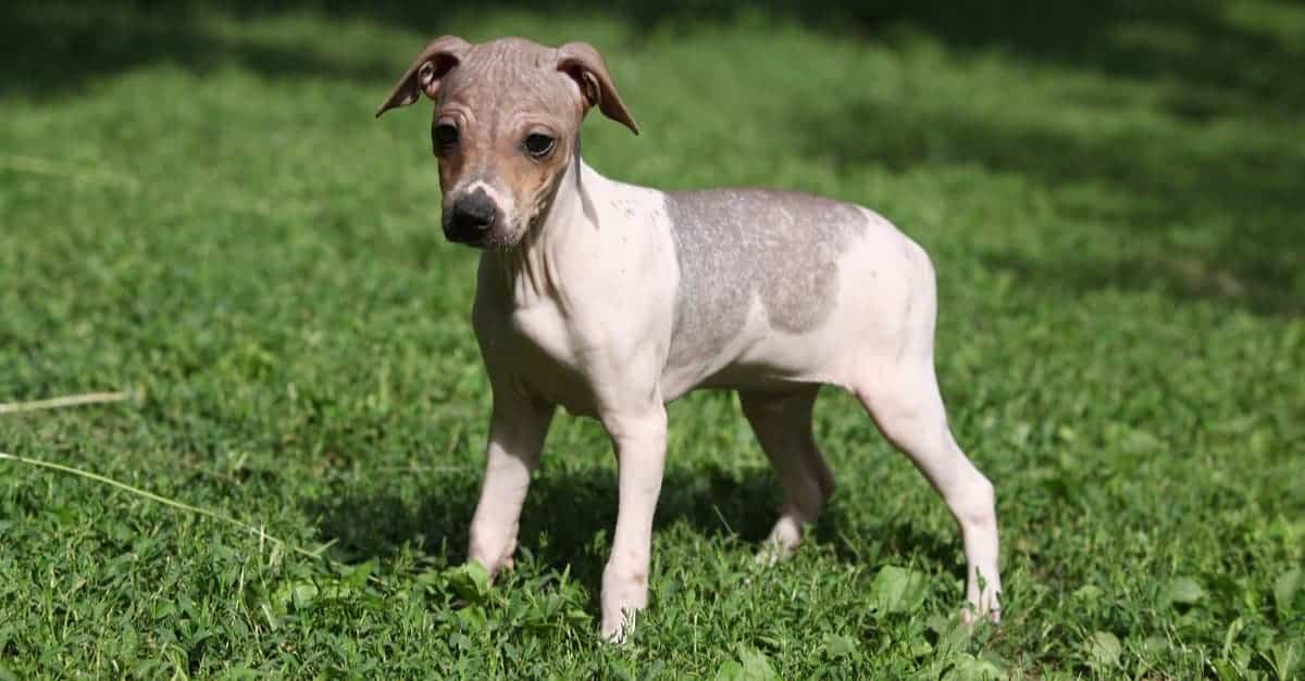 3. American Hairless Terrier