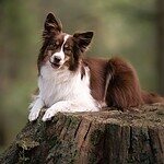 16. Miniature American Shepherd