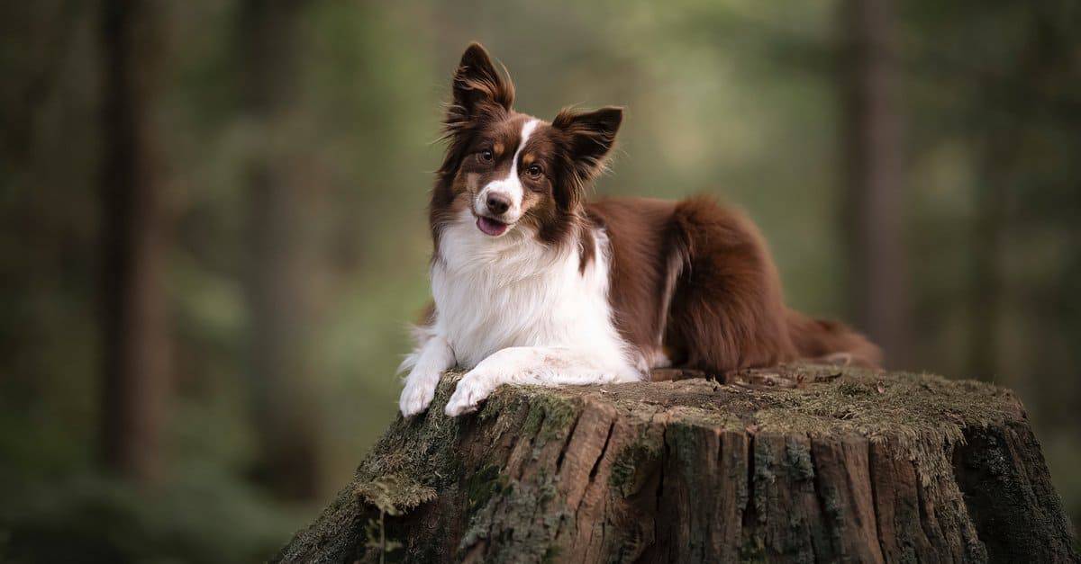 16. Miniature American Shepherd