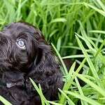 12. Boykin Spaniel