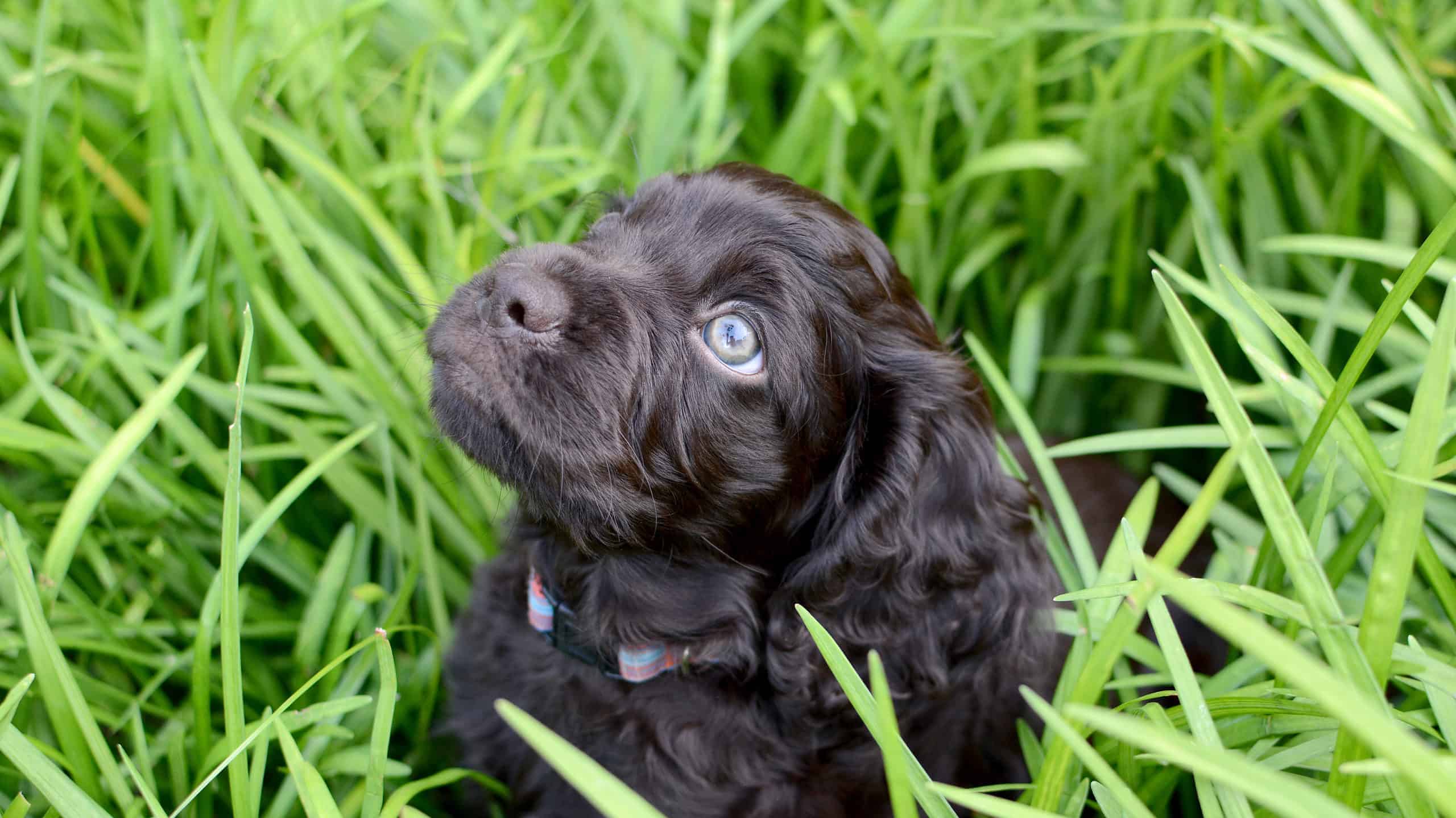 12. Boykin Spaniel