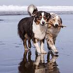 8. Australian Shepherd