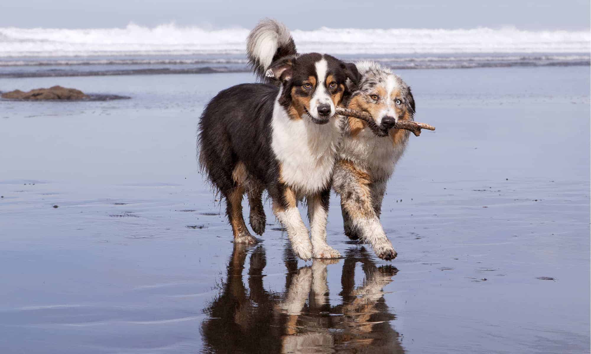 8. Australian Shepherd
