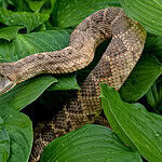 5. Venomous Snakes