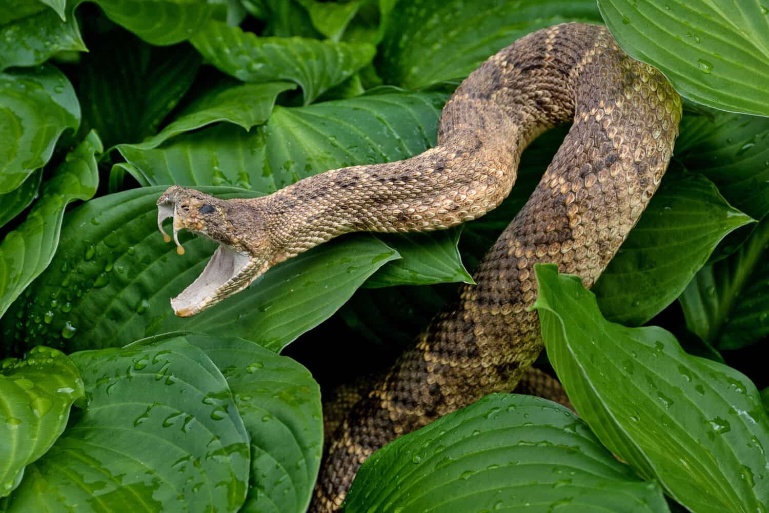 5. Venomous Snakes