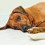 Bad: Dog Food