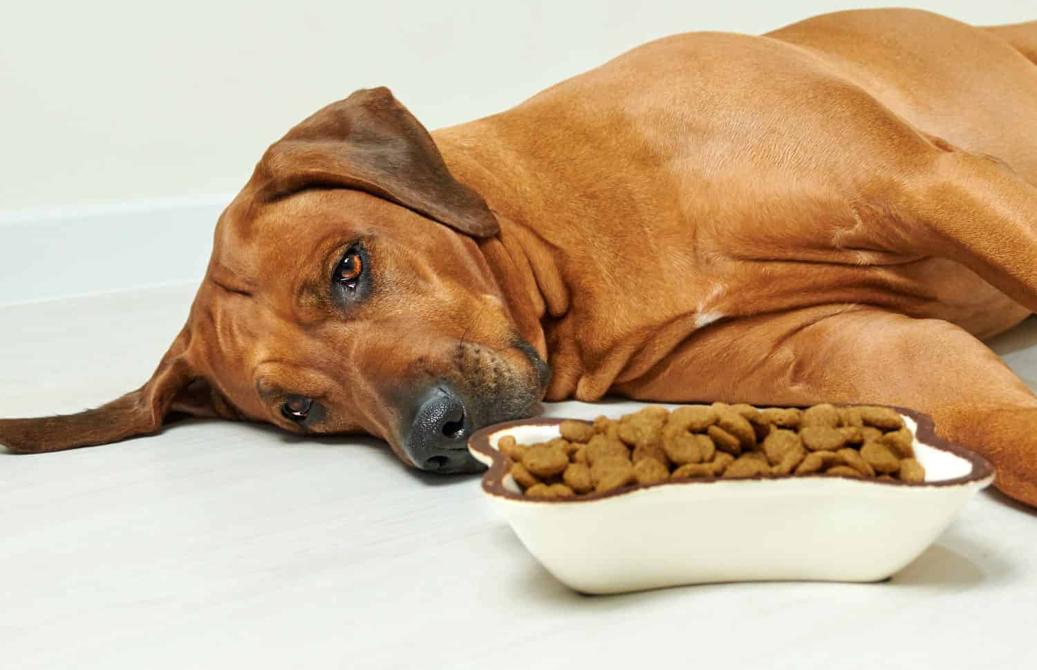 Bad: Dog Food