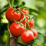 Bad: Tomatoes