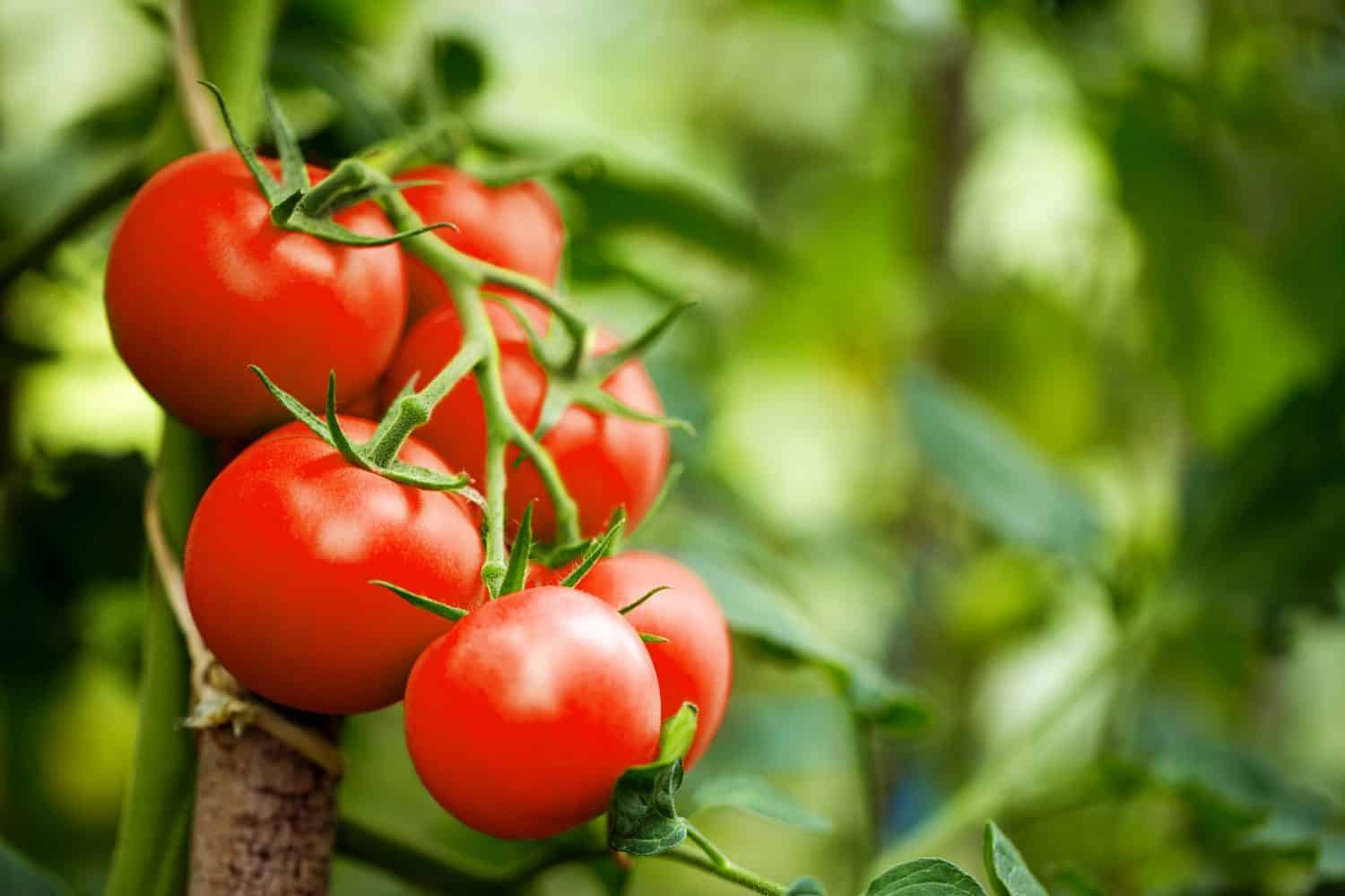 Bad: Tomatoes