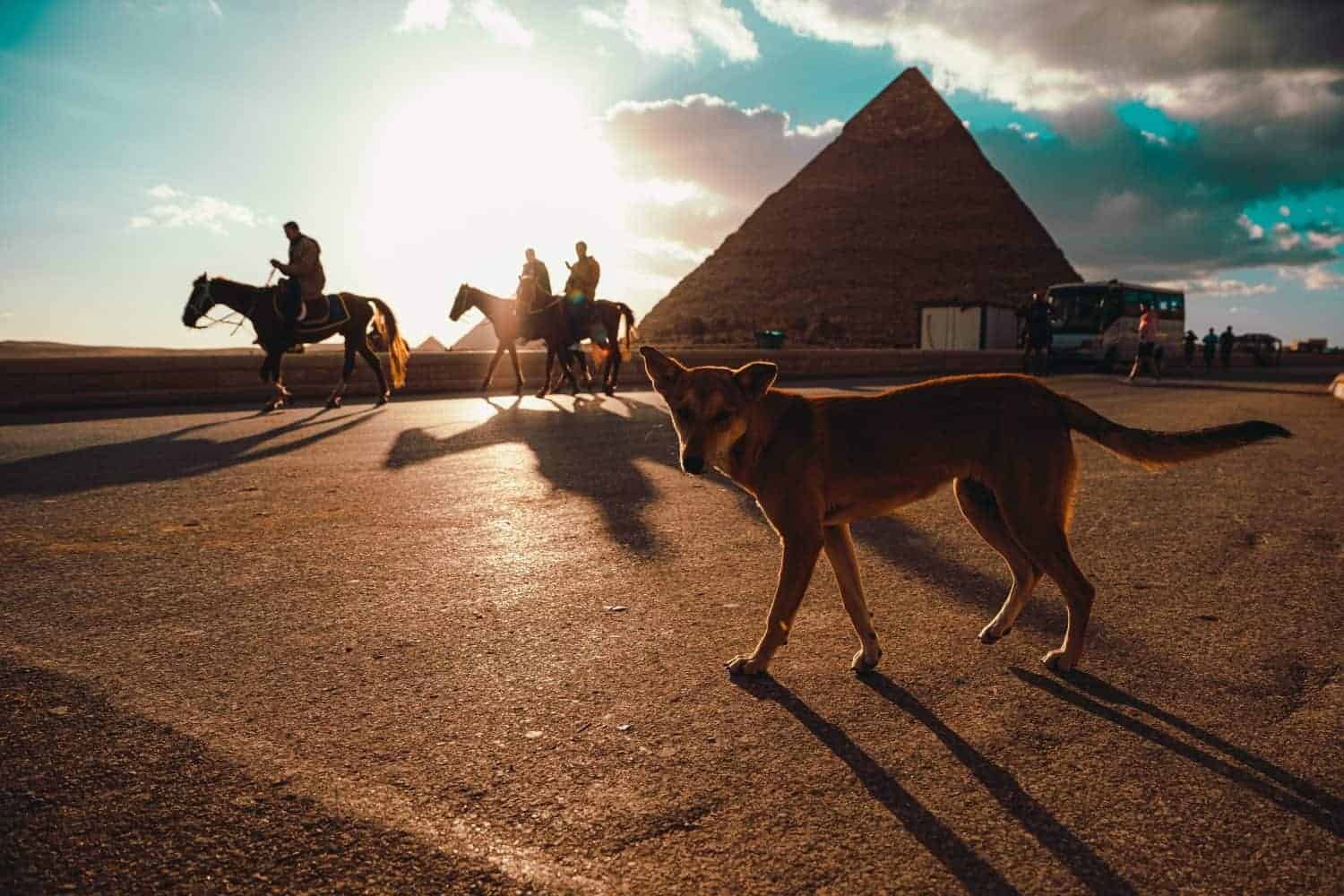 Single sad looking stray dog walking around the giza pyramids in cairo, egypt. Walking around in search of food. Bright sun glaring during sunset hour
