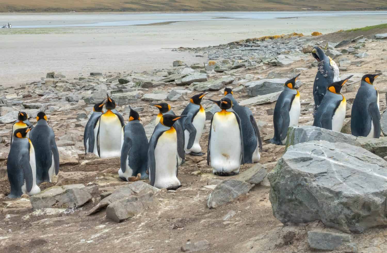 Magnificent colony of King Penguins breeding at Lagoon Bluff, Stanley, Falkland Islands (Islas Malvinas), UK