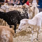 Oklahoma State Fair