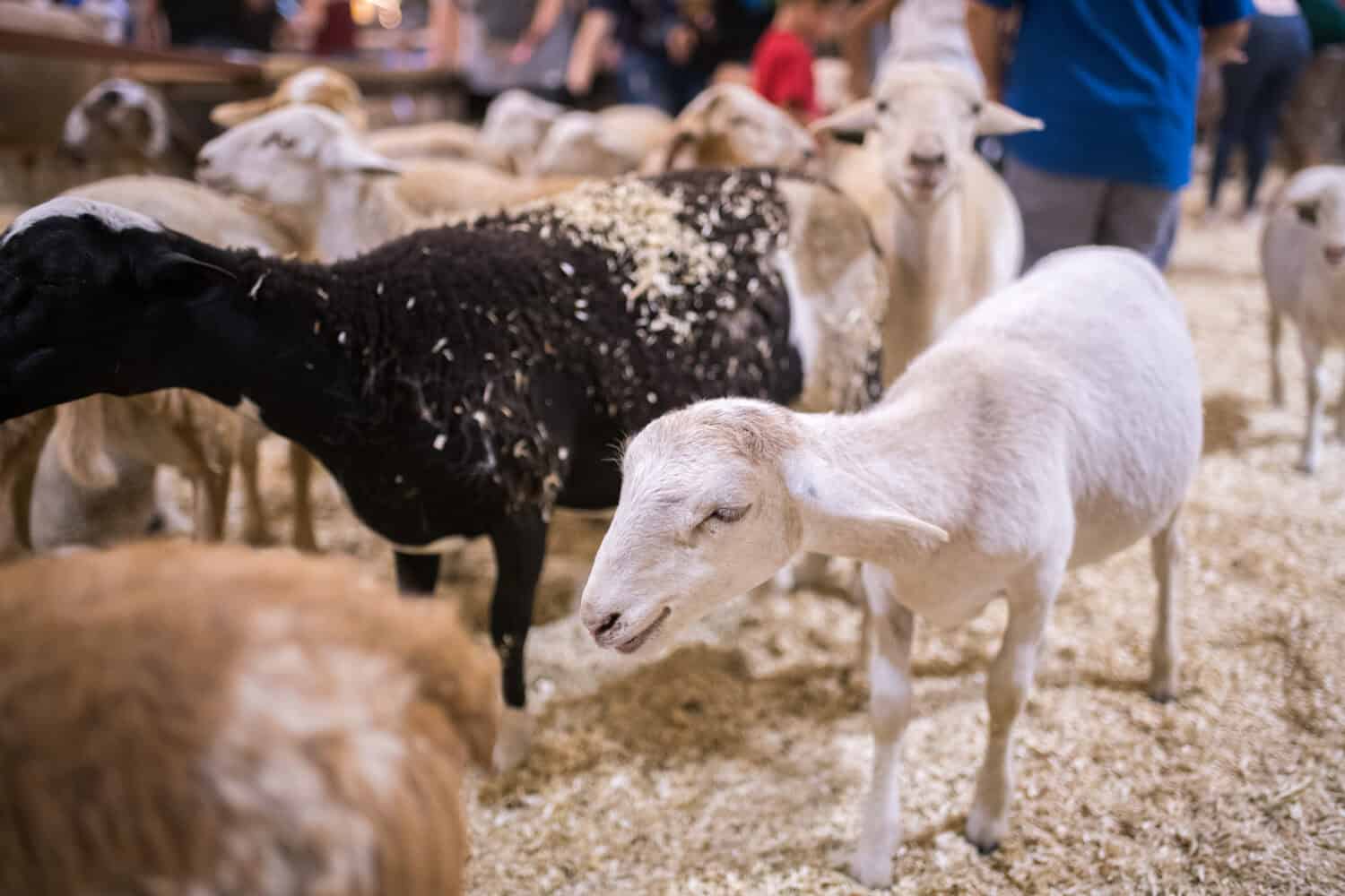 Oklahoma State Fair