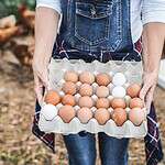 The Recall of Roughly 500 Million Eggs