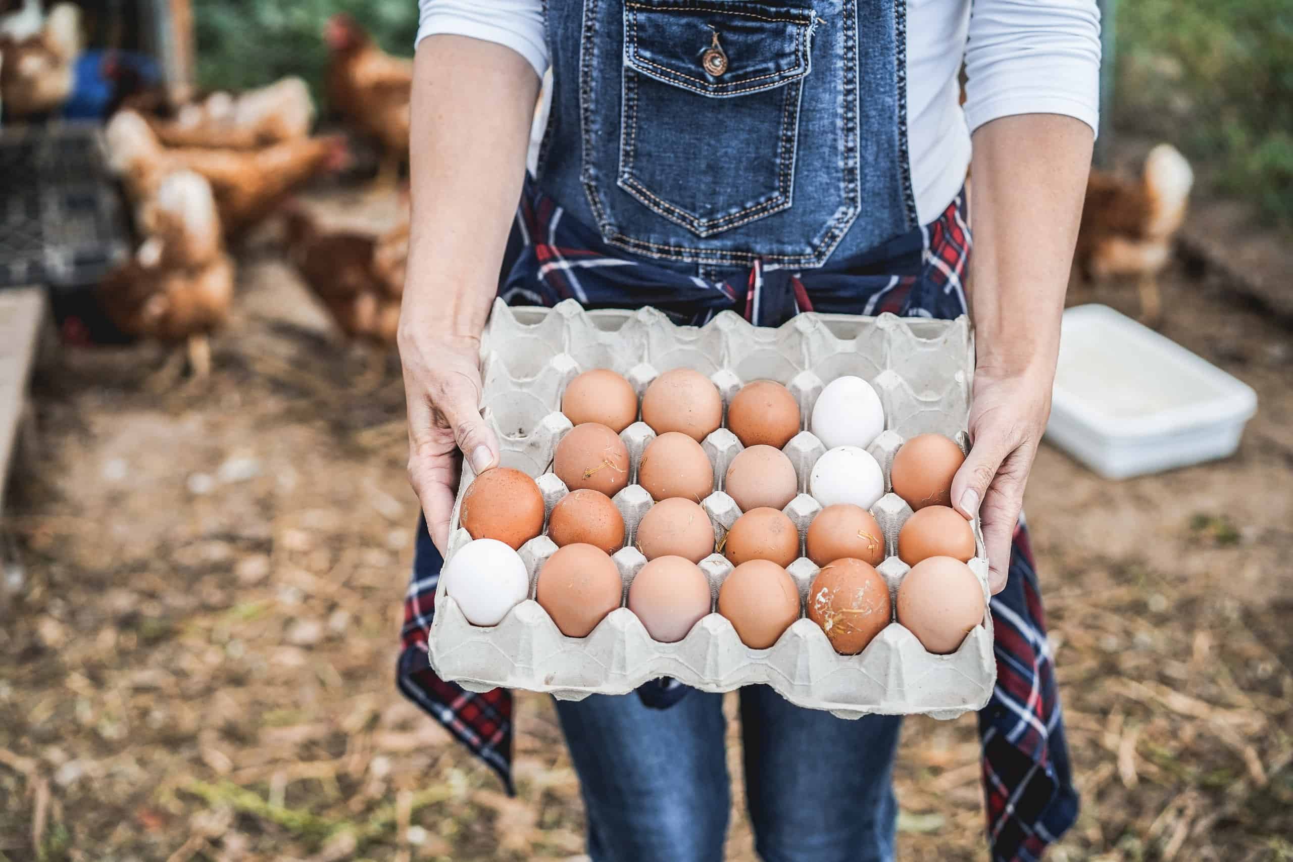 The Recall of Roughly 500 Million Eggs