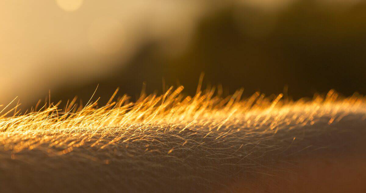 DOF, MACRO: Young person reacts to cold from a chilly breeze blowing at sunset. Human hand with upright body hairs glowing in golden summer sunlight. Detailed view of a hairy arm with goosebumps.
