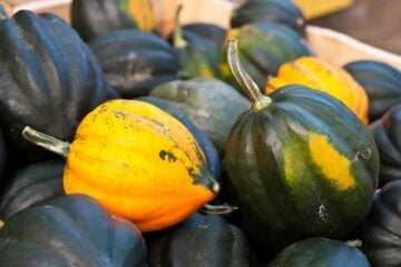 Acorn_Squash