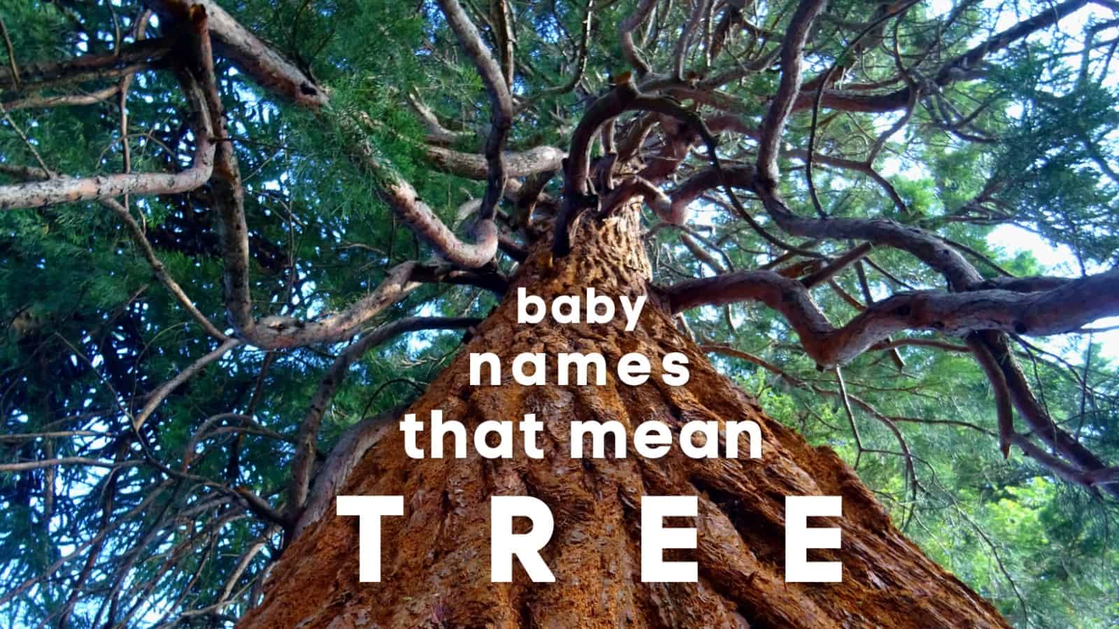 baby-names-that-mean-tree-momswhothink