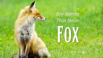 Boy Names That Mean Fox