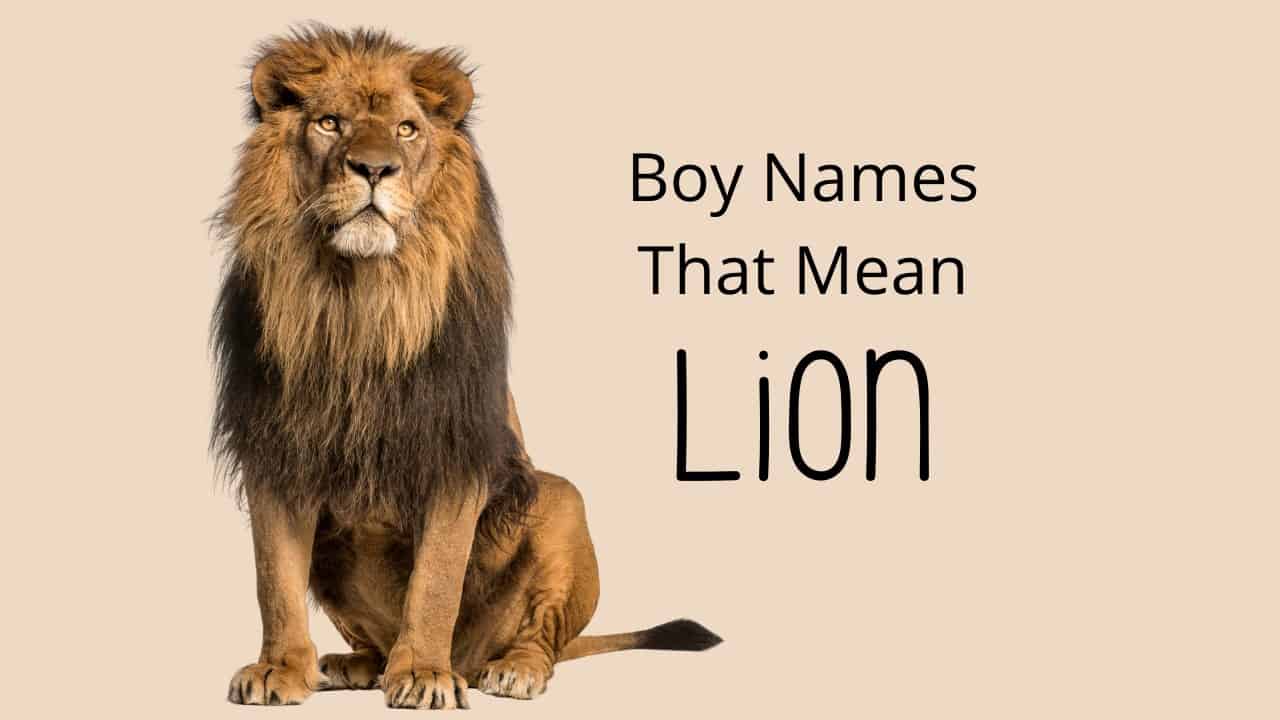 Boy Names That Mean Lion