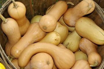 Butternut_Squash