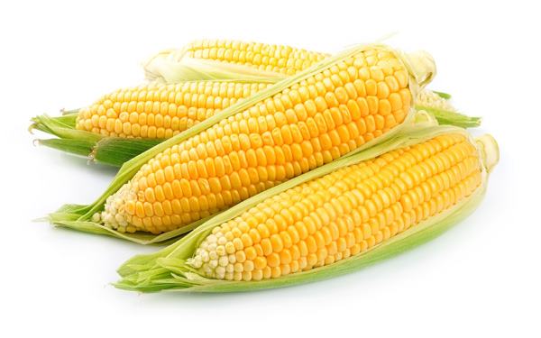 An ear of corn isolated on a white background