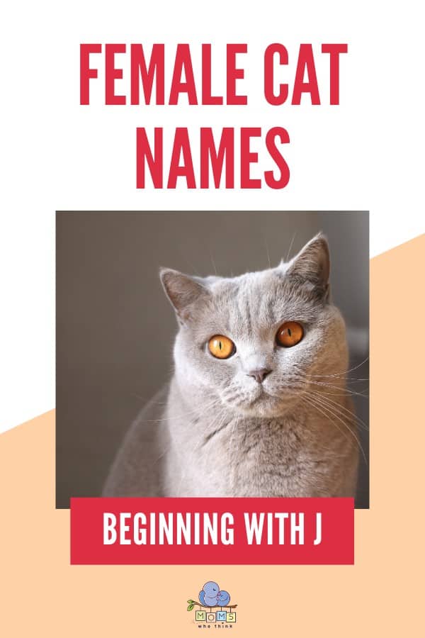 Female Cat Names Beginning with J