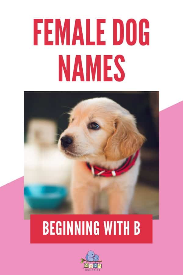 Female Dog Names Beginning With B