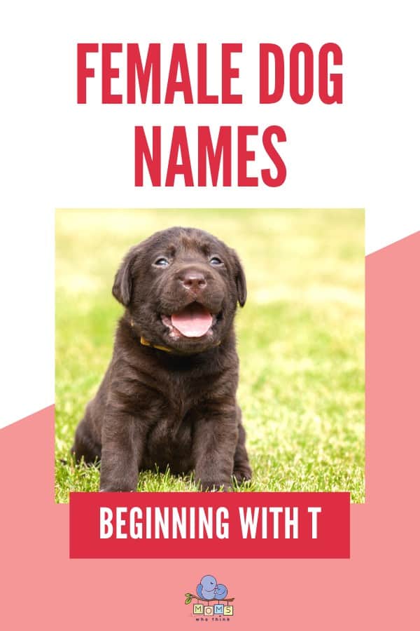 Female Dog Names T